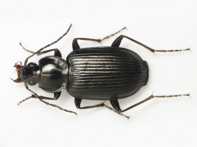 Carabidae Latreille, 1802